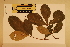  ( - CNS_CC_N_A10)  @11 [ ] Copyright (2010) Australia Tropical Herbarium CSIRO, Queensland Government and James Cook University