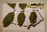  ( - CNS_CC_N_H9)  @11 [ ] Copyright (2010) Australia Tropical Herbarium CSIRO, Queensland Government and James Cook University