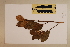  ( - CNS_CC_6075_D3)  @11 [ ] Copyright (2010) Australia Tropical Herbarium CSIRO, Queensland Government and James Cook University