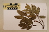  (Carnarvonia araliifolia var. montana - CNS_CC_6075_C3)  @11 [ ] Copyright (2010) Australia Tropical Herbarium CSIRO, Queensland Government and James Cook University