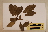  (Baloghia - CNS_CC_6076_D6)  @11 [ ] Copyright (2010) Australia Tropical Herbarium CSIRO, Queensland Government and James Cook University
