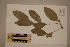  ( - CNS_CC_R_C12)  @11 [ ] Copyright (2010) Australia Tropical Herbarium CSIRO, Queensland Government and James Cook University