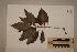  (Claoxylon - CNS_CC_R_E9)  @11 [ ] Copyright (2010) Australia Tropical Herbarium CSIRO, Queensland Government and James Cook University