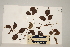  (Phyllanthus clamboides - CNS_CC_6077_H9)  @11 [ ] Copyright (2010) Australia Tropical Herbarium CSIRO, Queensland Government and James Cook University