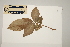  (Actephila - CNS_CC_P_6081_E12)  @11 [ ] Copyright (2010) Australia Tropical Herbarium CSIRO, Queensland Government and James Cook University