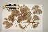  ( - CNS_CC_6075_D5)  @11 [ ] Copyright (2010) Australia Tropical Herbarium CSIRO, Queensland Government and James Cook University