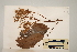  (Cardwellia - CNS_CC_6075_E10)  @11 [ ] Copyright (2010) Australia Tropical Herbarium CSIRO, Queensland Government and James Cook University
