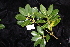  ( - CNS_CC_R_H2)  @11 [ ] Copyright (2010) Australian Tropical Herbarium CSIRO, Queensland Government and James Cook University