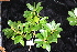  ( - CNS_CC_R_A3)  @11 [ ] Copyright (2010) Australian Tropical Herbarium CSIRO, Queensland Government and James Cook University