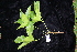  (Carnarvonia - CNS_CC_R_H3)  @11 [ ] Copyright (2010) Australian Tropical Herbarium CSIRO, Queensland Government and James Cook University