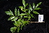  ( - CNS_CC_R_E6)  @11 [ ] Copyright (2010) Australia Tropical Herbarium CSIRO, Queensland Government and James Cook University