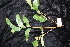  ( - CNS_CC_R_G6)  @11 [ ] Copyright (2010) Australia Tropical Herbarium CSIRO, Queensland Government and James Cook University