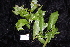  (Beilschmiedia obtusifolia - CNS_CC_R_A7)  @11 [ ] Copyright (2010) Australia Tropical Herbarium CSIRO, Queensland Government and James Cook University