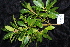  ( - CNS_CC_R_E8)  @11 [ ] Copyright (2010) Australia Tropical Herbarium CSIRO, Queensland Government and James Cook University