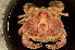  (Ovalipes punctatus - ZSMA20111433)  @13 [ ] Copyright (2011) Roland Meyer Unspecified