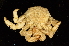  (Paralomis granulosa - ZSMA20111493)  @13 [ ] Copyright (2011) Roland Meyer Unspecified