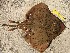  ( - A_castelnaui_Pta_com_2)  @11 [ ] By INIDEP (2018) INIDEP INIDEP