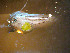  ( - INIDEP_GBMM_16)  @11 [ ] Unspecified (default): All Rights Reserved  Unspecified INIDEP