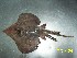  ( - S_acuta_1)  @11 [ ] By INIDEP (2018) INIDEP INIDEP