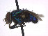  ( - SCFBI084)  @11 [ ] CreativeCommons - Attribution Share-Alike (2016) Eduardo Amat INPA