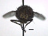  (Lucilia nitida - SCFBI085)  @11 [ ] CreativeCommons - Attribution Share-Alike (2016) Eduardo Amat INPA