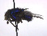  ( - SCFBI085)  @11 [ ] CreativeCommons - Attribution Share-Alike (2016) Eduardo Amat INPA