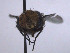  ( - SCFBI090)  @11 [ ] CreativeCommons - Attribution Share-Alike (2016) Eduardo Amat INPA
