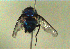  (Lucilia ibis - SCFBI206)  @11 [ ] CreativeCommons - Attribution Share-Alike (2016) Eduardo Amat INPA