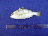  (Pomadasys maculatus - SA8JZ026)  @13 [ ] Unspecified (default): All Rights Reserved  Unspecified Unspecified