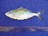  (Caesio caerulaurea - SA8JZ049)  @14 [ ] Unspecified (default): All Rights Reserved  Unspecified Unspecified
