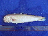  (Branchiostegus argentatus - SA8JZ088)  @14 [ ] Unspecified (default): All Rights Reserved  Unspecified Unspecified