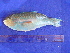  (Scarus chameleon - SA8JZ115)  @12 [ ] Unspecified (default): All Rights Reserved  Unspecified Unspecified