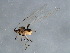  (Hyperomyzus pallidus - CGAEC-066)  @13 [ ] Unspecified (default): All Rights Reserved  Unspecified Unspecified