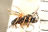  (Schizoprymnus rufipes - CGTURK-0007)  @11 [ ] CreativeCommons - Attribution (2008) Unspecified Centre for Biodiversity Genomics