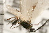  ( - CGTURK-0103)  @11 [ ] CreativeCommons - Attribution (2008) Unspecified Centre for Biodiversity Genomics