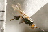  (Microctonus aethiopoides - CGTURK-0105)  @12 [ ] CreativeCommons - Attribution (2008) Unspecified Centre for Biodiversity Genomics