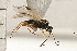  (Triaspis obscurella - CGTURK-0147)  @12 [ ] CreativeCommons - Attribution (2008) Unspecified Centre for Biodiversity Genomics