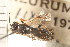  ( - CGTURK-0219)  @11 [ ] CreativeCommons - Attribution (2008) Unspecified Centre for Biodiversity Genomics