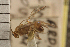  ( - CGTURK-0220)  @11 [ ] CreativeCommons - Attribution (2008) Unspecified Centre for Biodiversity Genomics