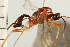  ( - CGTURK-0315)  @11 [ ] CreativeCommons - Attribution (2008) Unspecified Centre for Biodiversity Genomics