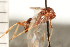  ( - CGTURK-0321)  @12 [ ] CreativeCommons - Attribution (2008) Unspecified Centre for Biodiversity Genomics