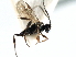  ( - CGTURK-0403)  @12 [ ] CreativeCommons - Attribution (2009) Unspecified Centre for Biodiversity Genomics