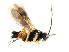  ( - CGTURK-0482)  @12 [ ] CreativeCommons - Attribution (2009) Unspecified Centre for Biodiversity Genomics