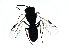  ( - CGTURK-1175)  @12 [ ] CreativeCommons - Attribution (2009) Unspecified Centre for Biodiversity Genomics