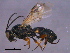  (Chelonus andrievskii - CGTURK-1542)  @14 [ ] CreativeCommons - Attribution (2009) Unspecified Centre for Biodiversity Genomics
