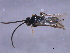  ( - CGTURK-1585)  @12 [ ] CreativeCommons - Attribution (2009) Unspecified Centre for Biodiversity Genomics