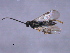 (Cotesia zygaenarum - CGTURK-1590)  @13 [ ] CreativeCommons - Attribution (2009) Unspecified Centre for Biodiversity Genomics