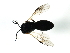  ( - CGTURK-1333)  @12 [ ] CreativeCommons - Attribution (2009) Unspecified Centre for Biodiversity Genomics