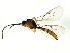  (Aphidius rosae - CGTURK-1395)  @14 [ ] CreativeCommons - Attribution (2009) Unspecified Centre for Biodiversity Genomics