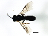  (Chelonus popovi - CGTURK-1491)  @12 [ ] CreativeCommons - Attribution (2009) Unspecified Centre for Biodiversity Genomics